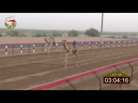 سباق اللقايا لهباب 08 11 2025 ش2 الشبابي ل الشيخ عمار بن حميد النعيمي علي مهير بليشه 7 45