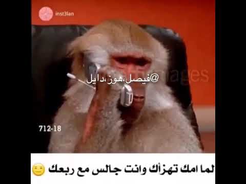 قرد يكلم