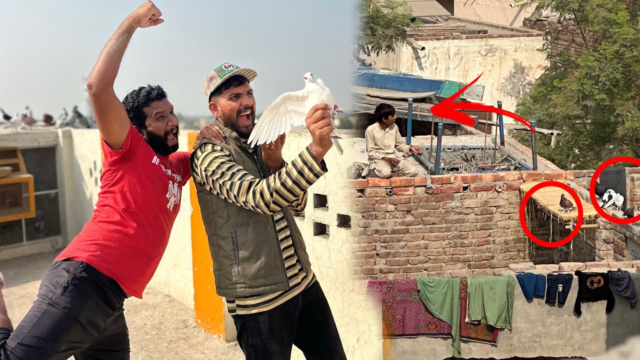 Aaj bachon Kay sath kabutaron ke larai karwa di or 1 white kabutar utar liya 😳😱