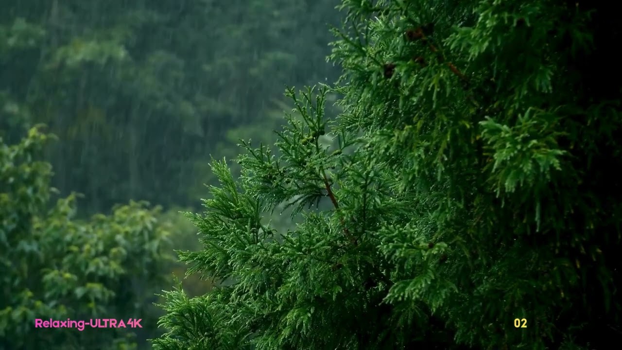 03-Heavy Rain and Bird Sounds for Deep Sleep Instant Stress Relief.Nature Healing Sleep,Meditation.