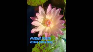 @BUNGA TERATAI ALBERT GREEN BERG