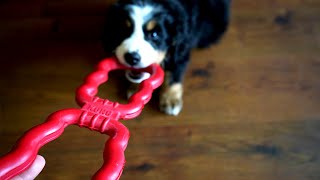 Tug Toy for your new puppy to build good habits - Kong