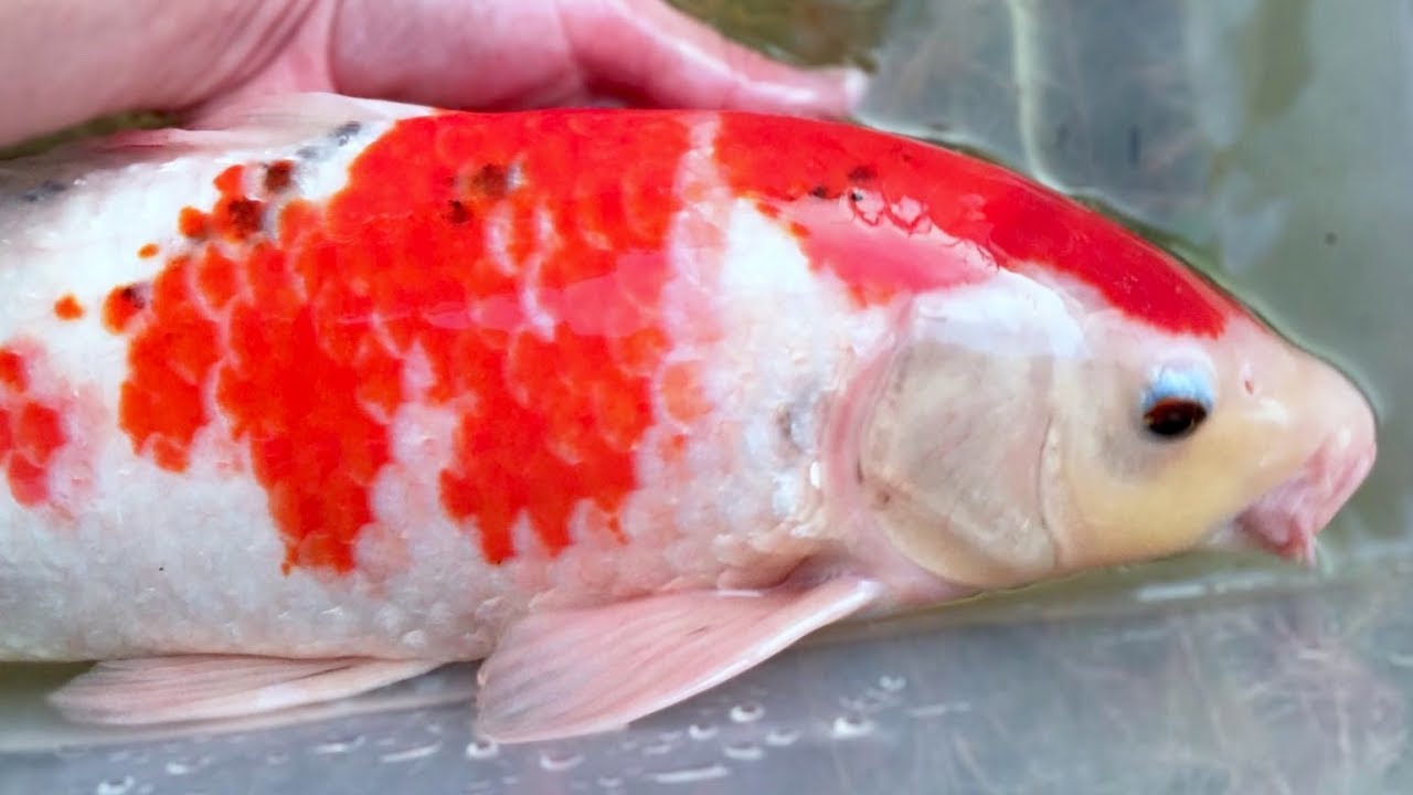 Fish Rescue - Episode 3 - YouTube