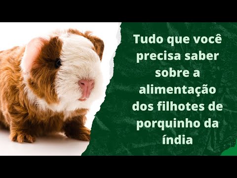 Vídeo: Tudo que você precisa saber sobre alimentar um filhote