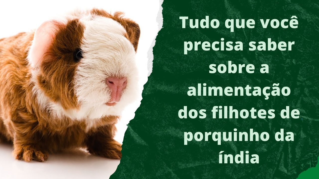 Tudo que você precisa saber sobre a alimentação de filhotes de porquinho da índia