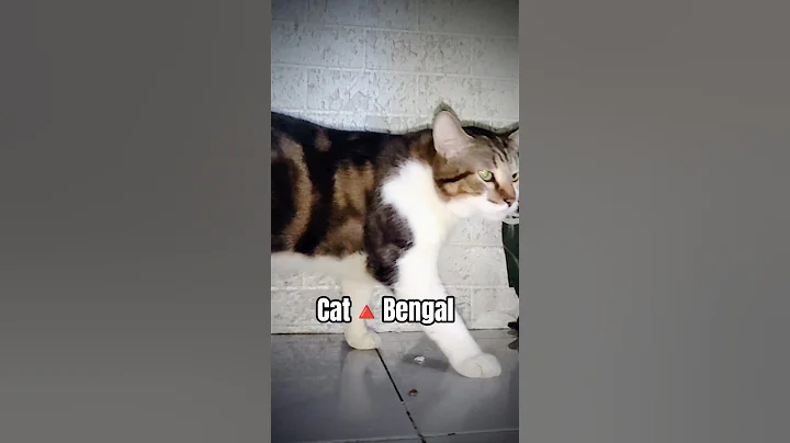 Video 11020441: bengal kitty cat, bengal cat cute, kitty face