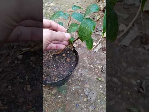 Video: Kiwi Plant Thụ phấn - Là Cây Kiwi tự thụ phấn
