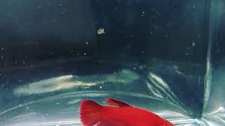 Antalya Beta Lıkya Beta Fınc Antalıa 05395824611