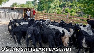 2024 Kurbanlık Fiyatları El Yakacak. Oğlak Satışları Başladı !