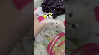 #minidiaries 🍋#dailyshorts