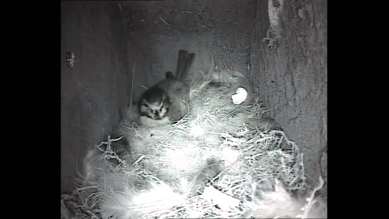 camera iphone 8 plus apk Holywells Park Blue Tit Box 3 May 2015