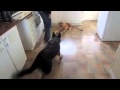 VIDEO: German Shepherd scared of Stuffed Toy Tiger. Very Funny!