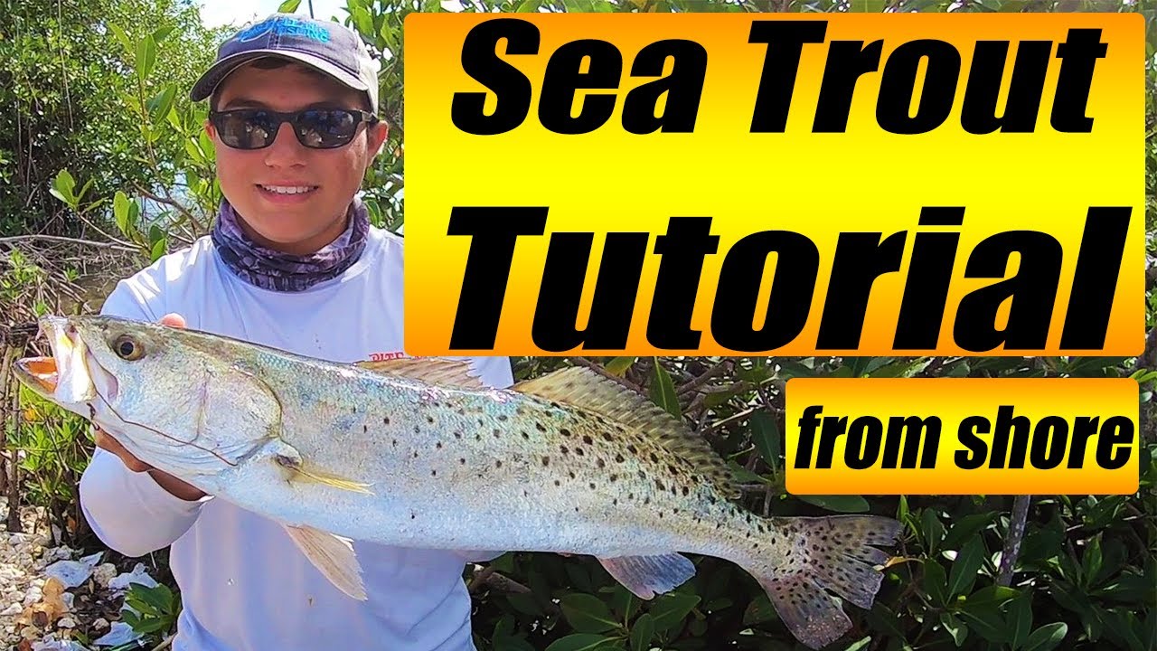 Sea Trout Tutorial (2019); QUICK PROVEN