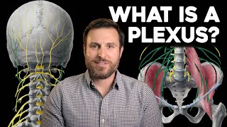 What is a Plexus? | Corporis by Corporis 38,716 views 1 year ago 6 minutes, 59 seconds