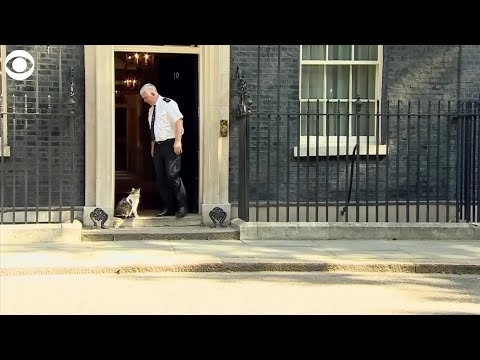 VIDEO:  Larry the Downing Street cat escorted inside as Theresa May resigns