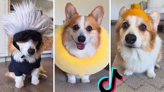 The Best Corgi Compilation On The Internet ~ Funny and Sassy Moments @Tofu_Corgi