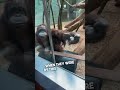 This orangutan wanted to see their baby ❤️ Mp3 Song