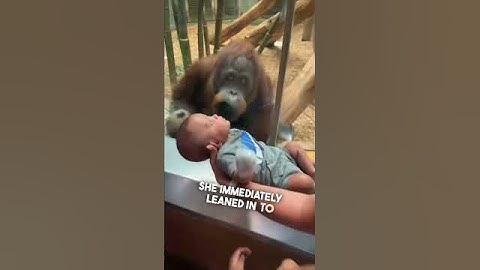 This orangutan wanted to see their baby ❤️