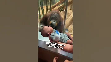 This orangutan wanted to see their baby ❤️