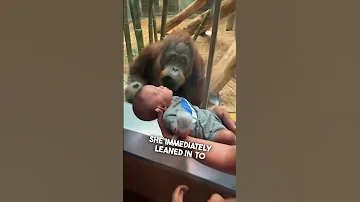 This Orangutan Wanted To See Their Baby 