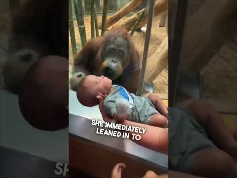 This orangutan wanted to see their baby ❤️