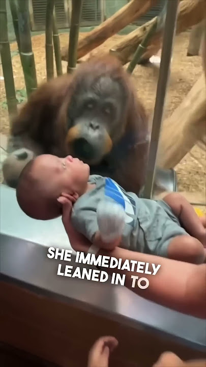 This orangutan wanted to see their baby ❤️