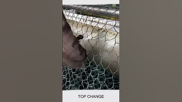 Gabion net cutting #gebinnet  #goodtools #smartwork #craft #viral #short