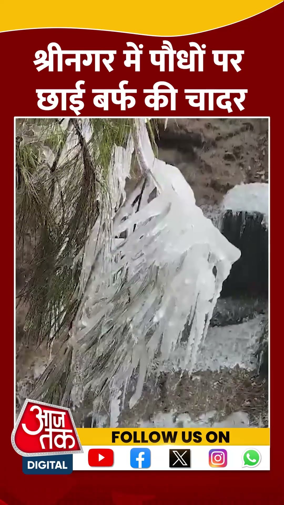 Jammu Kashmir Snowfall: Srinagar में पौधों पर छाई बर्फ की चादर | #shorts #shortvideo #viralshorts