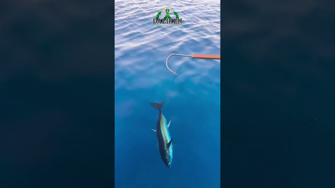 Daliken Sportfishing fishing charter action video in Cabo San Lucas