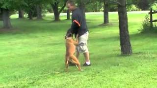 Boyco - object guard training