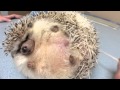 Hedgie being tortured/tickled for a nail trim