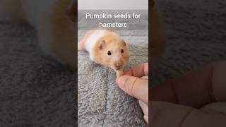 Halloween Pumpkin Seed Treats for Hamsters!  Easy Pet Treats  TikTok Trend Hamster Edition
