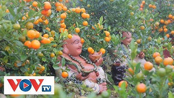 Thị trường quất Tết: Quất bonsai phục vụ chung cư lên ngôi | VOV