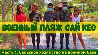 Едем на военный пляж Сай Кео, ч.1. Сельское хозяйство на военной базе по заветам Короля Рамы 9