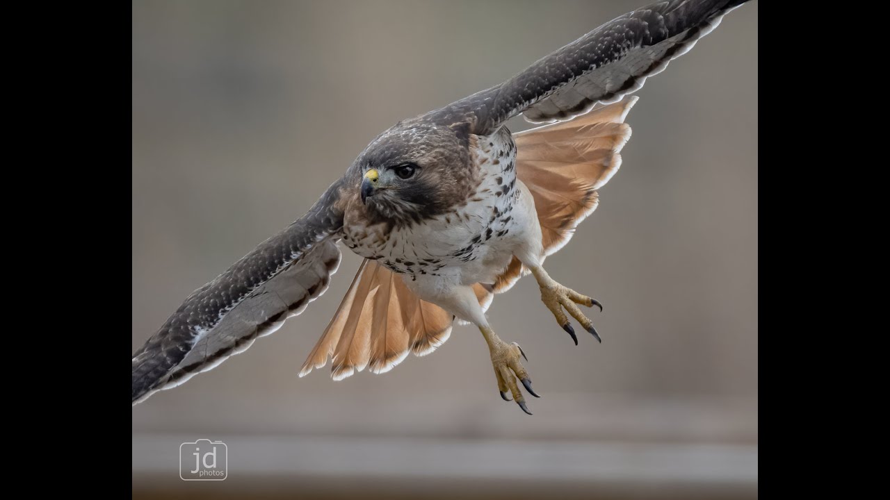 northern harrier and red tailed hawk with meals - YouTube