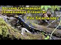 Вогняна Саламандра. Саламандра Плямиста. Salamandra salamandra. Українські Карпати