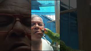 El perico que quiere más a mi papá