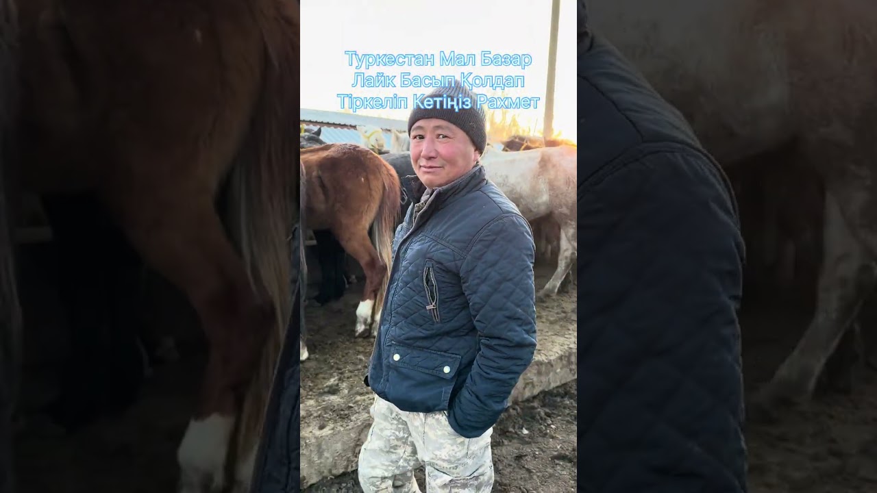 Туркестан Мал Базар Жылқы Тай Бие Байтал 1.03.2025