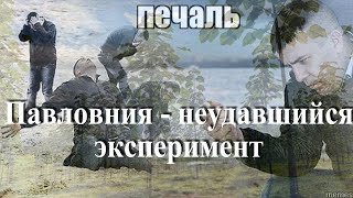 Павловния - результаты после посадки деревьев - отчет !