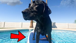 MY DOG Vs A PADDLE BOARD!! by Runner The Labrador 6,502 views 1 year ago 5 minutes, 17 seconds