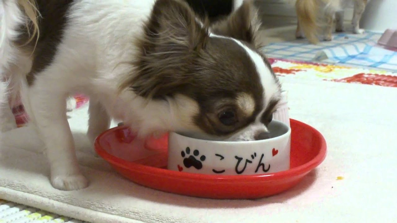 主食のお皿を舐めるびん Mts Youtube