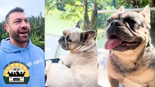 Updates on the four frenchies rescued from a bad breeder | The Asher House