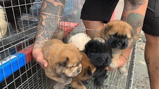 BOCAUE PET MARKET UPDATE| BULACAN KENNEL PUPPIES FOR SALE! BUDGET FRIENDLY AT QUALITY! vlog#811