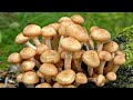 НОВАЯ ВОЛНА ОПЯТ. Грибы. Опята. Осенние грибы. Грибы 2020. Опята 2020. Mushrooms. Honey agaric. キノコ