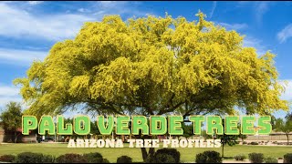 Palo Verde Trees of the Sonoran Desert  Arizona Tree Profiles