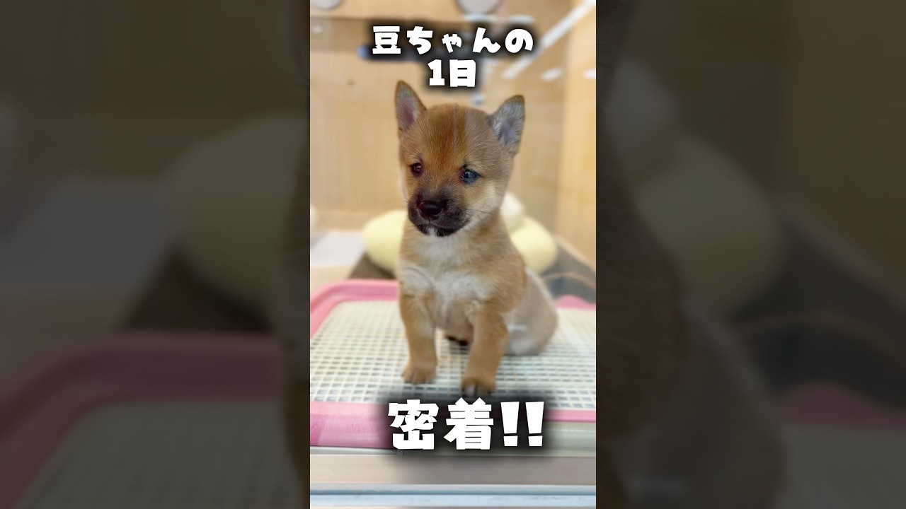とある日の#豆柴 ちゃんの1日に密着！！！ - YouTube
