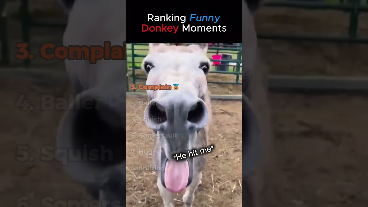 Ranking funny Donkey Moments #donkey