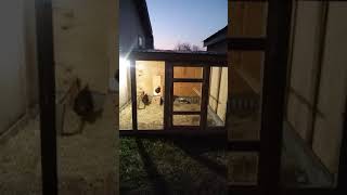 chicken coop milton fl 2