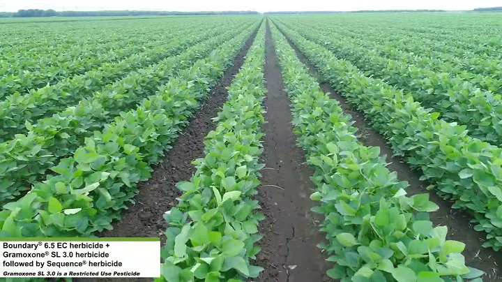 Protect Soybeans with a Planned Overlapping Herbicide Program