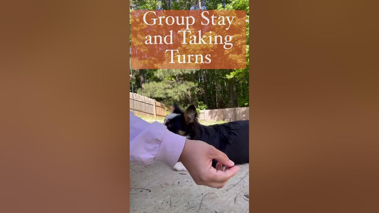 Oliver V Week 1 of Training 6 month old Cavalier Kings Charles